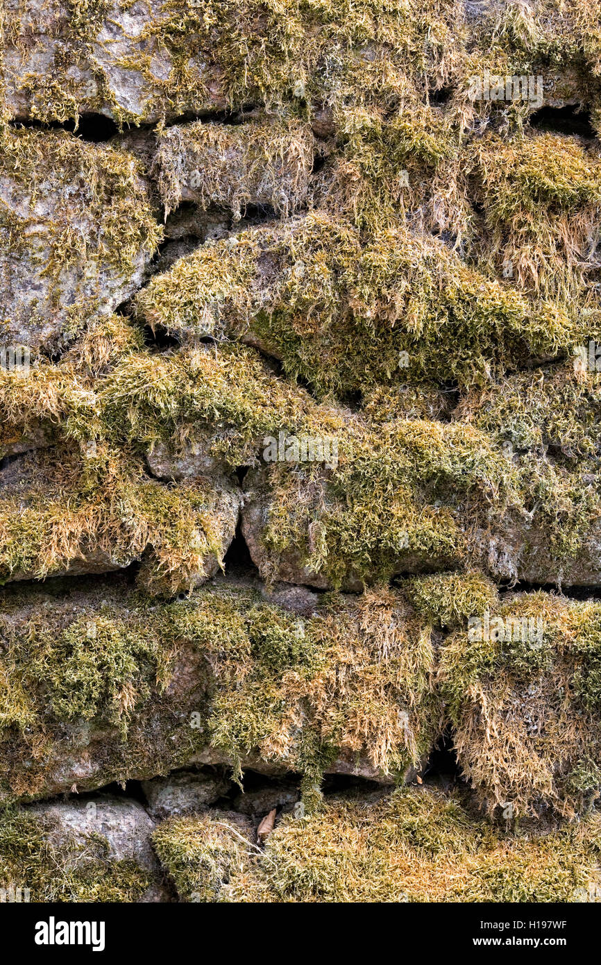 Moos bedeckte Trockenmauer. Stockfoto