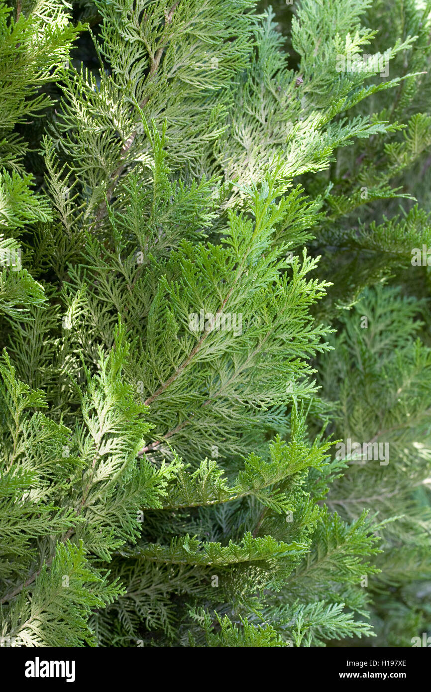 Chamaecyparis Lawsoniana "Grüne Säule". Stockfoto