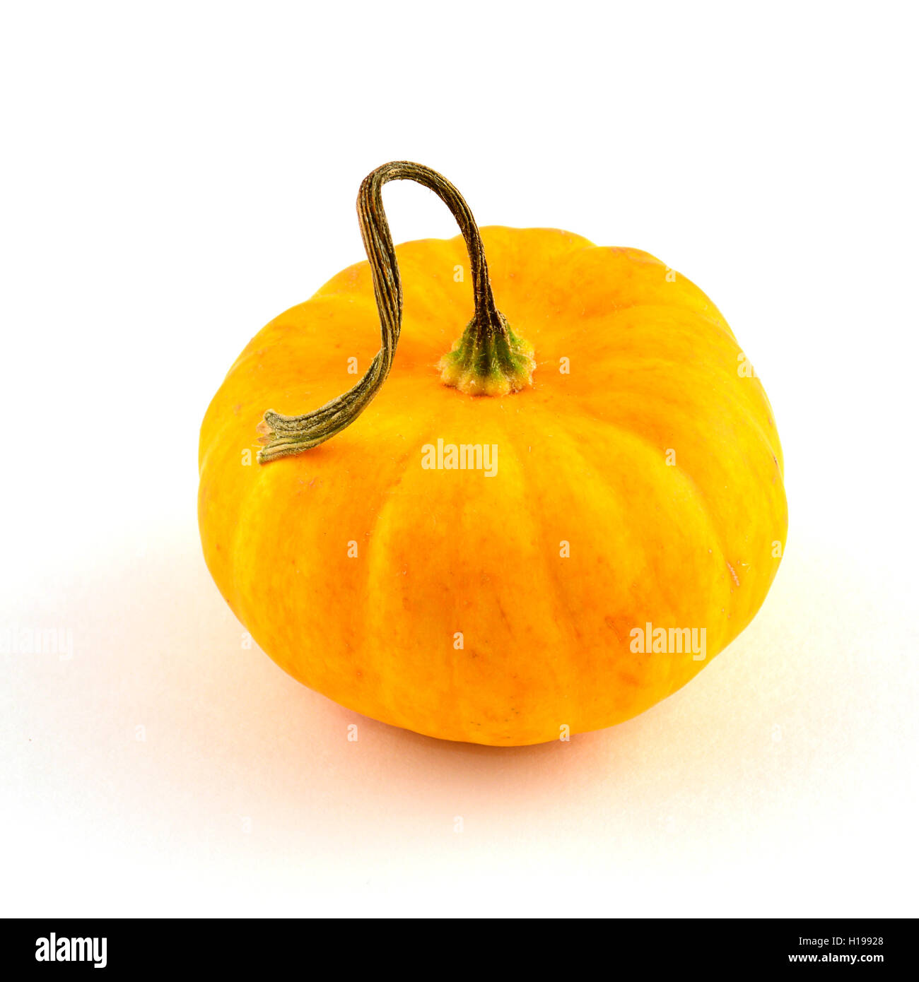 Dekorative Miniatur-Kürbis mit gewellt Stengel auf weißem Hintergrund im quadratischen format Stockfoto