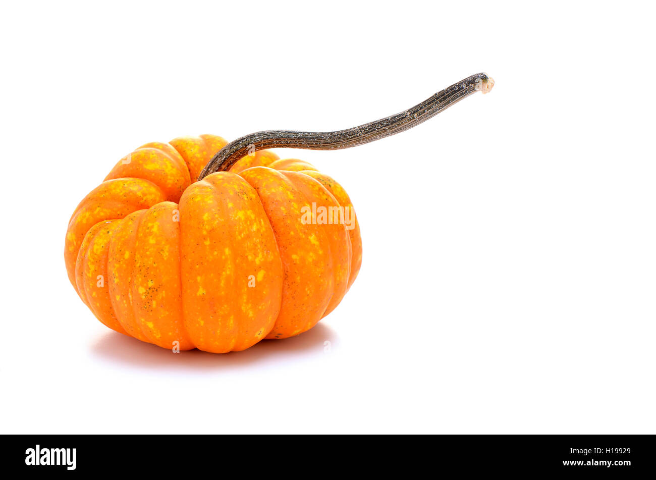 Dekorative Kürbis oder Kürbis auf weißem Hintergrund Stockfoto