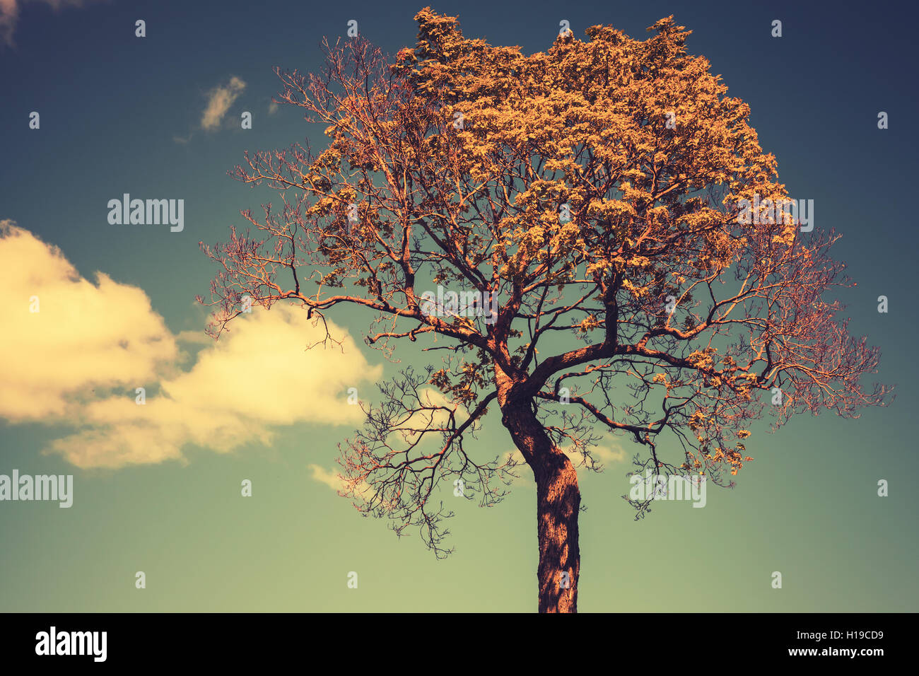 Hellen Baum mit Himmel und Wolken auf einem Hintergrund. Bunte Tonwertkorrektur Foto Filterwirkung, Vintage stilisiert Stockfoto