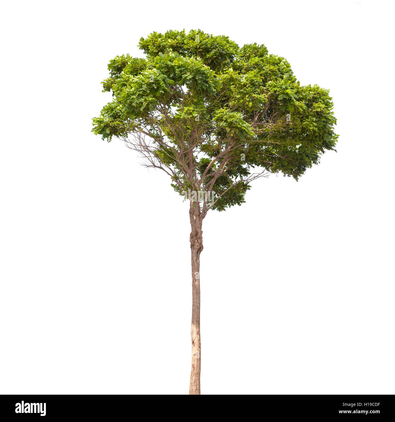 Robinia Pseudoacacia. Kleiner grüner Baum isoliert auf weiss Stockfoto