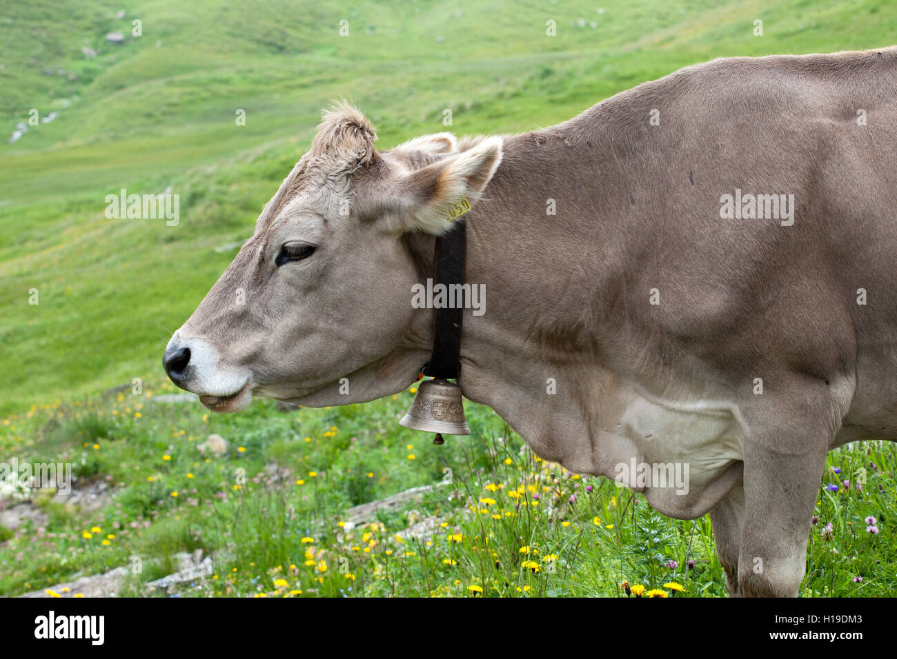 Kuh mit Glocke Stockfoto