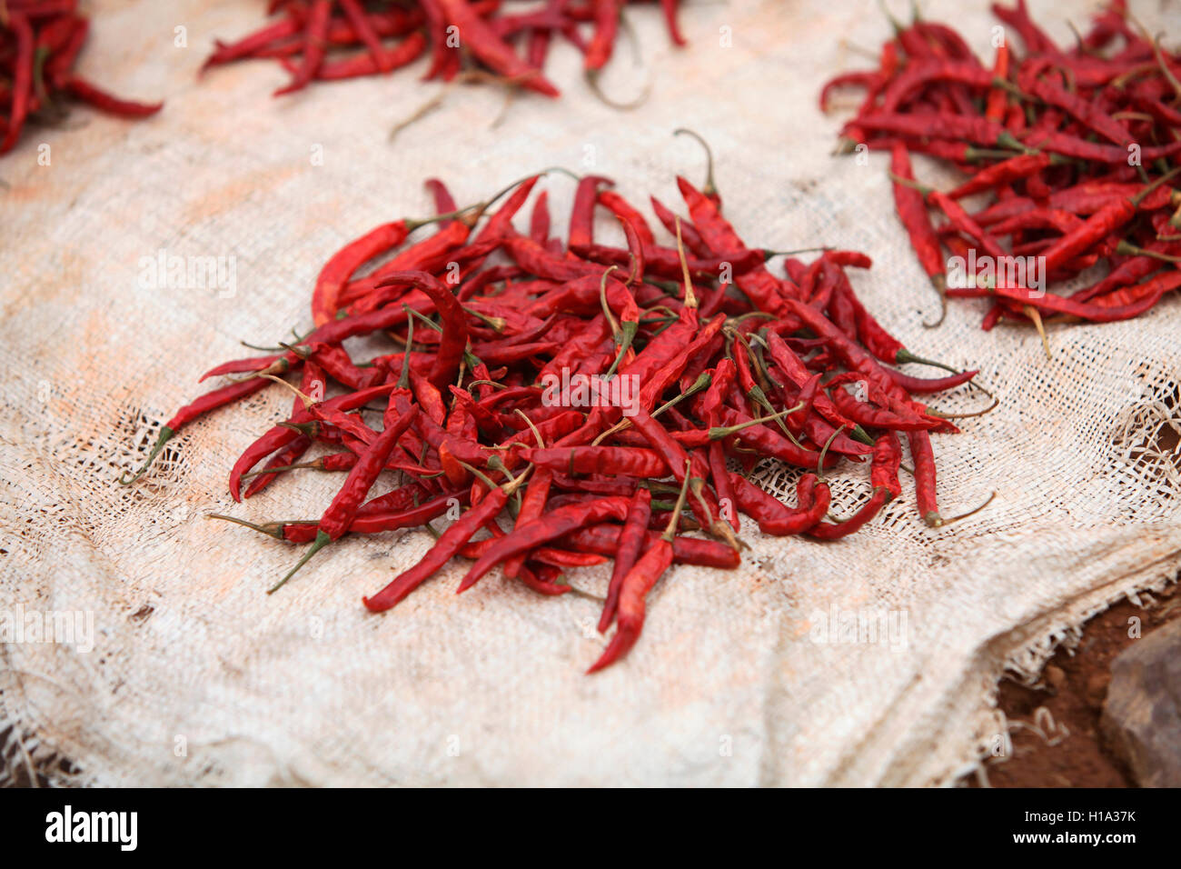 Rote Chilis für verkaufen, pandripani dhurwa Stammes- Markt, Dorf, chattisgadh, Indien Stockfoto