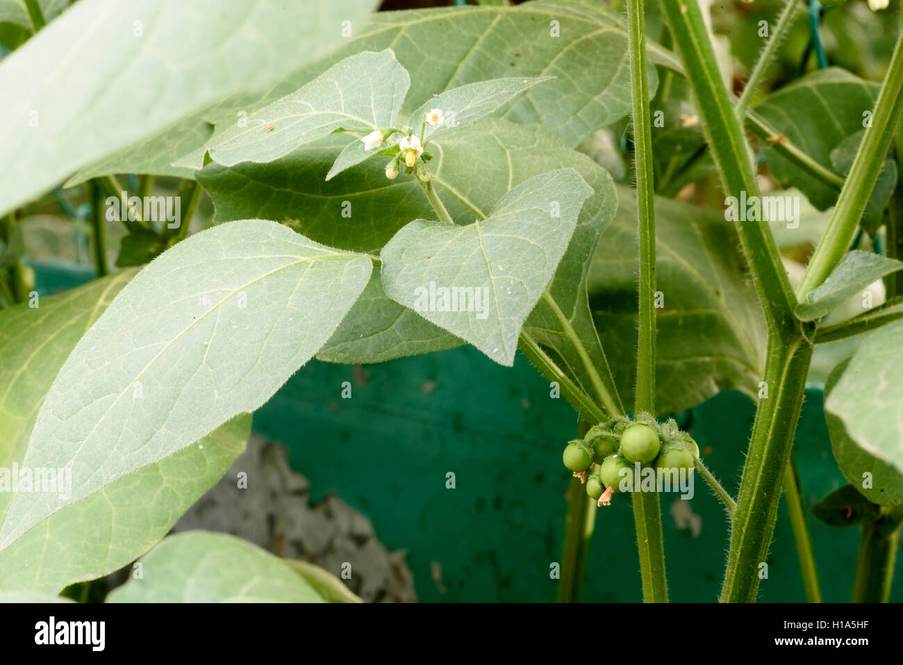 Pflanze, Atropa Belladonna (Tollkirsche) Blüten und unreife Beeren auf das stark giftige Unkraut. Stockfoto