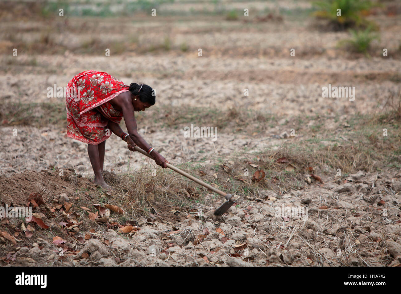 Tribal Frau arbeiten in Feld chorangi muria Stamm, Dorf, Chattisgarh, Indien Stockfoto