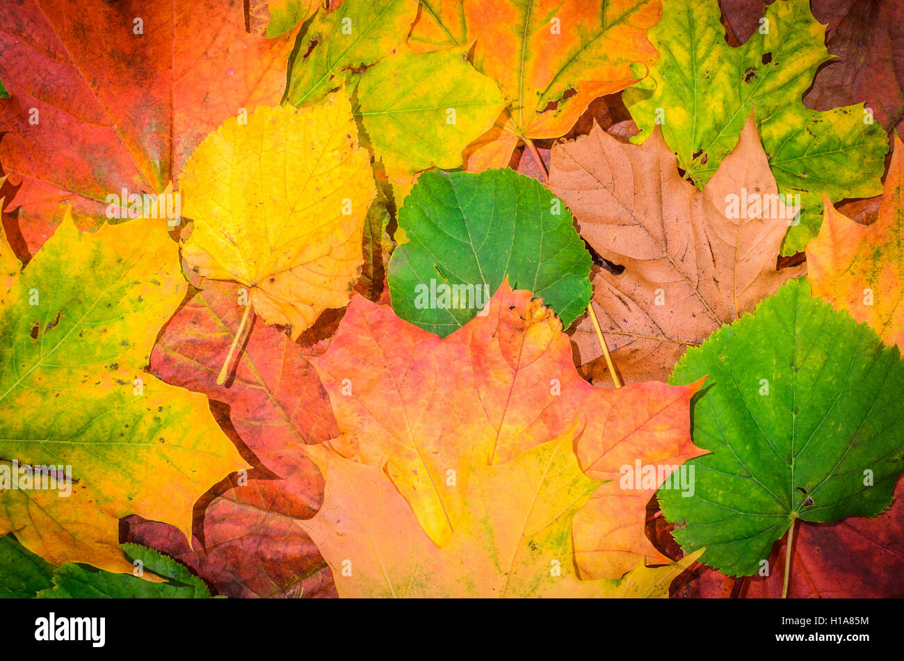 Blätter im Herbst Stockfoto