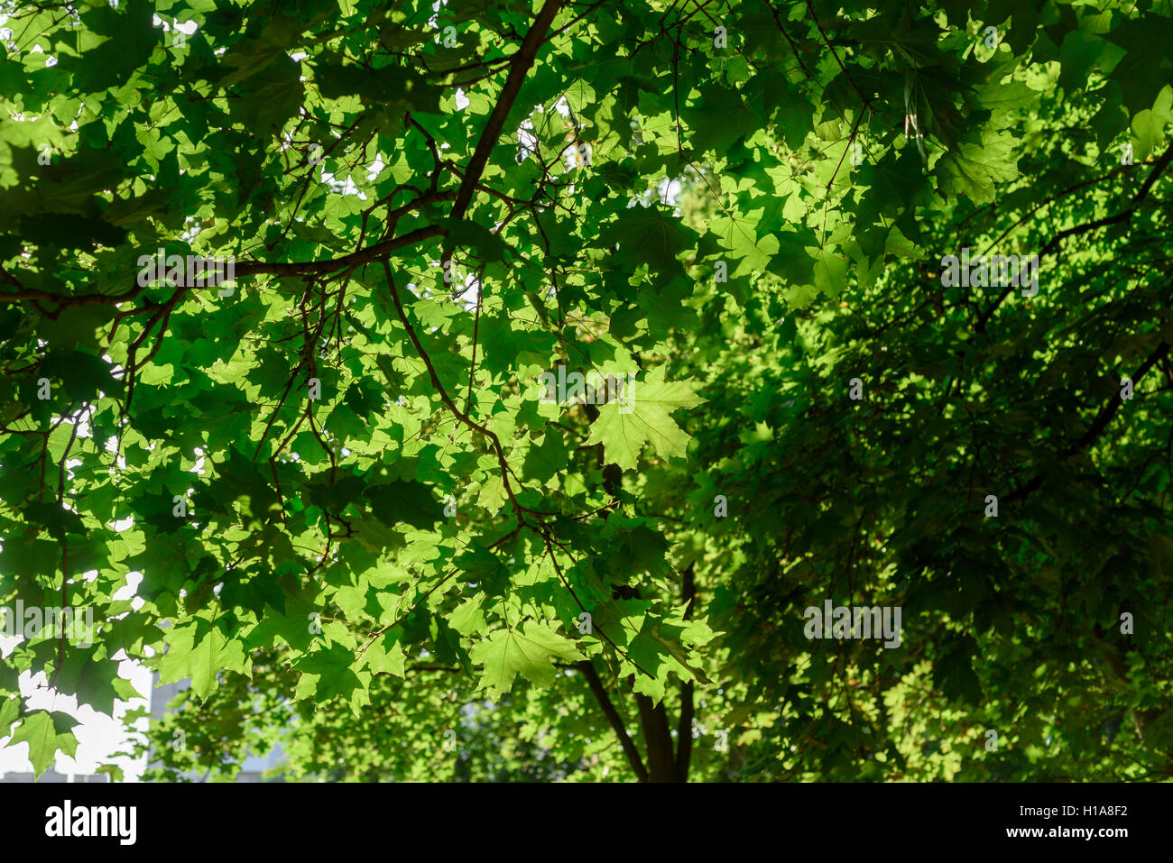 Sonnenlicht scheint, obwohl die grünen eines großen Baumes in einem Sommer Wald Blätter Stockfoto