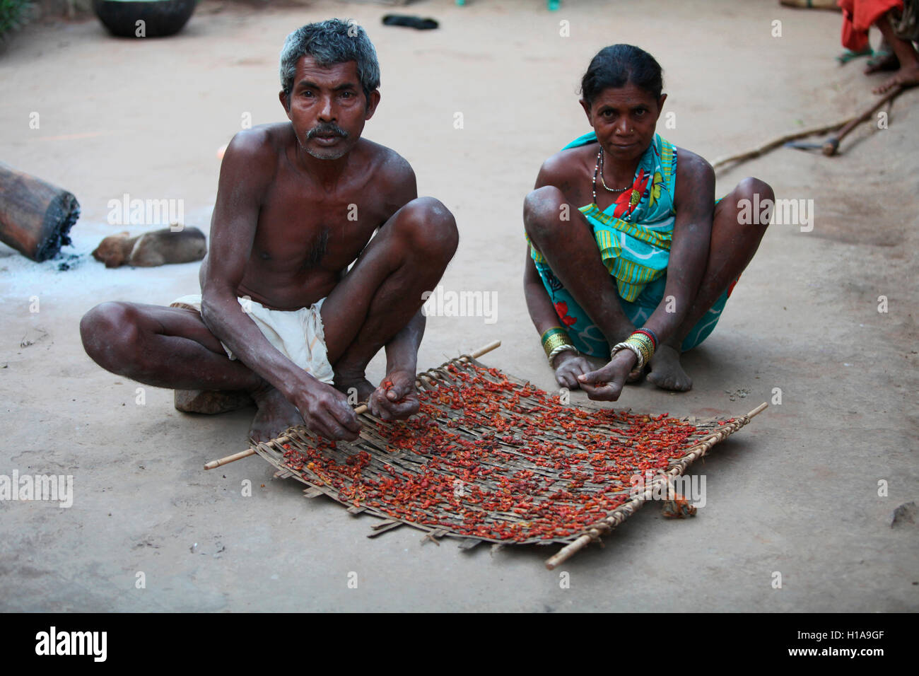 Tribal Paar trocknen Tomaten, erdku muria Stamm, Dorf, Chattisgarh, Indien Stockfoto