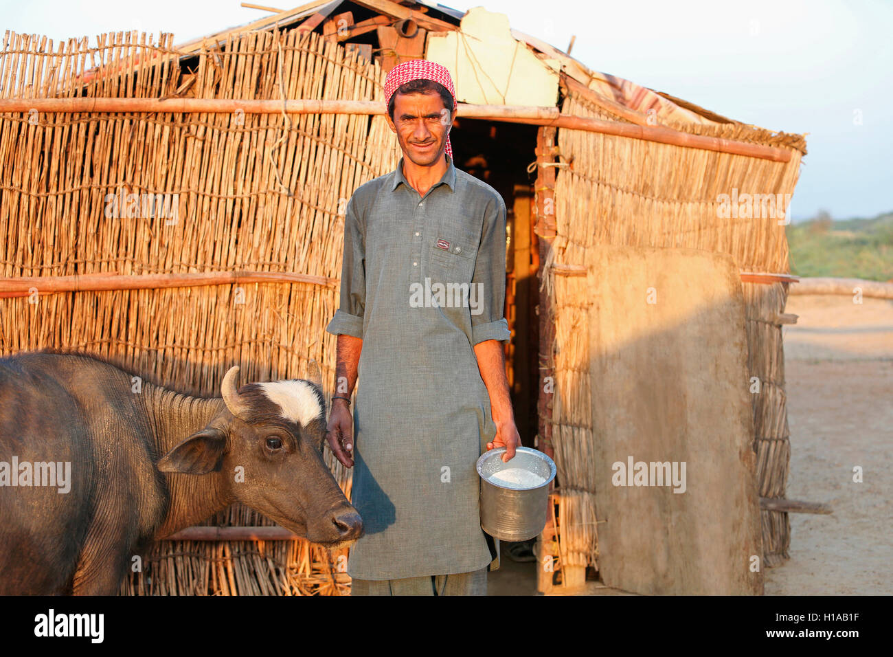 Tribal Mann melken, fakirani Jat, medi Dorf Kutch, Gujarat, Indien Stockfoto