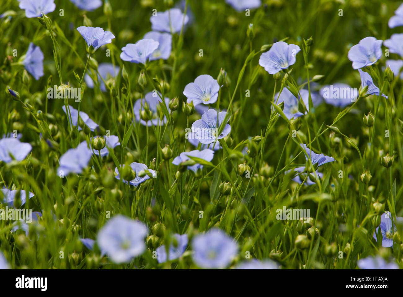 Ein Blumenfeld Leinsamen. Stockfoto