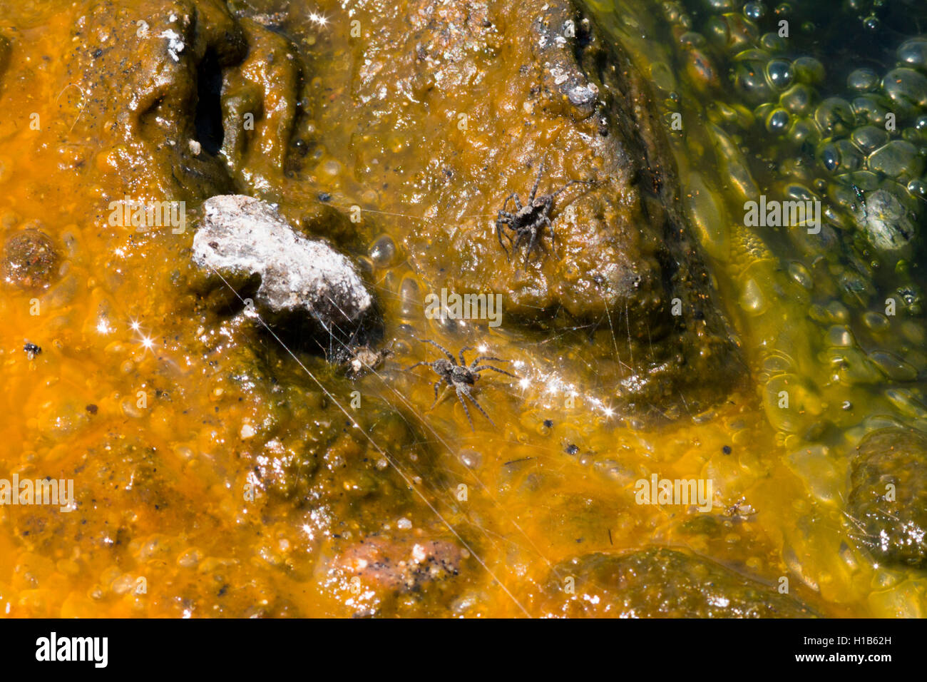 Thermophile Spinnen in den heißen Quellen des Lake Manyara Stockfoto