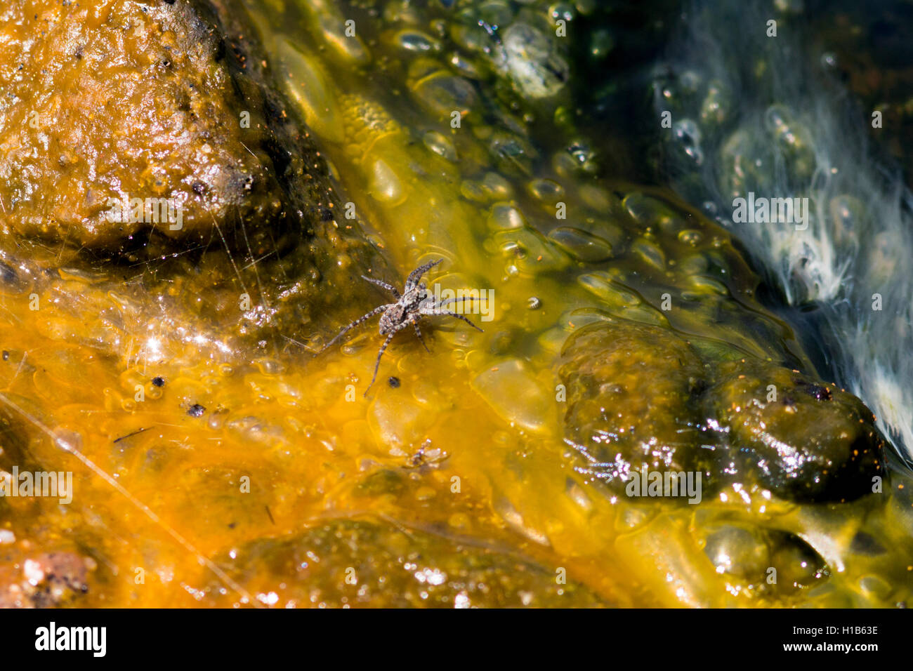 Eine thermophile Spinne in den heißen Quellen des Lake Manyara Stockfoto