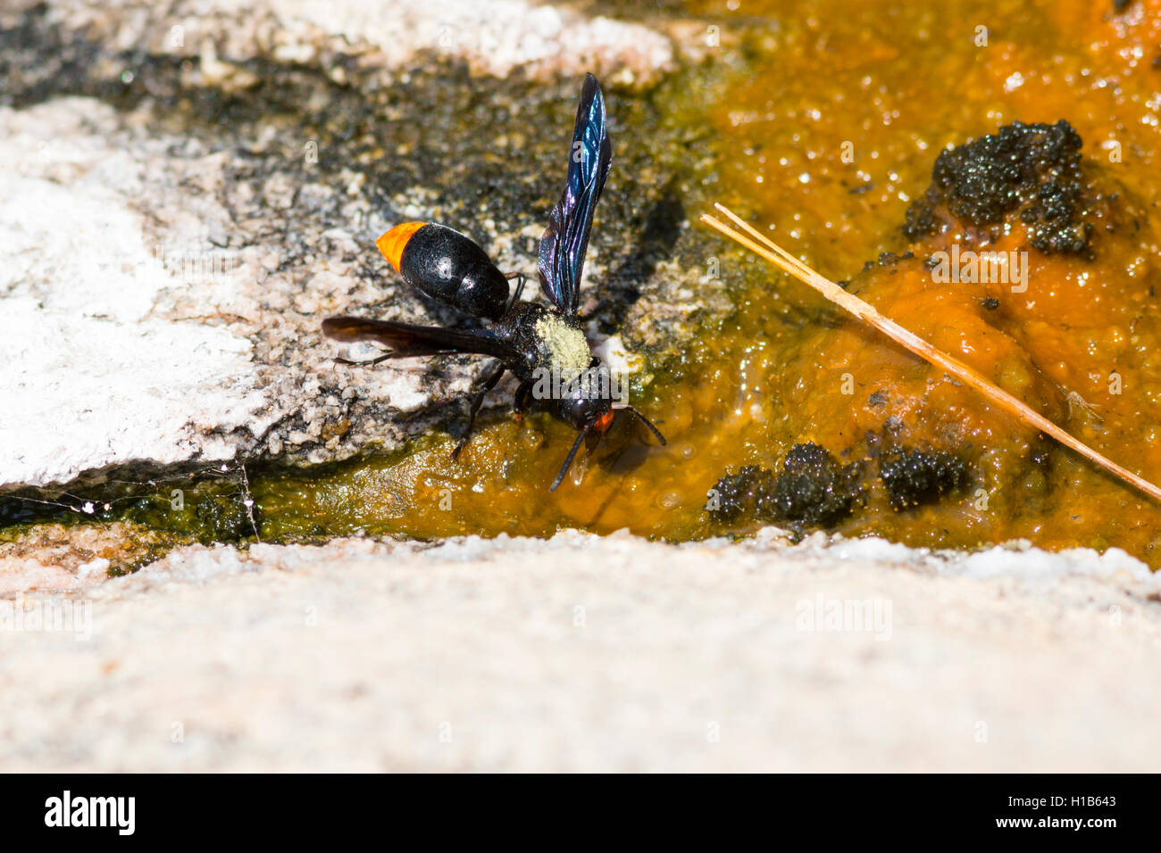 Orange-tailed Potter Wasp (Synagris Analis) trinken aus einer heißen Quelle Stockfoto