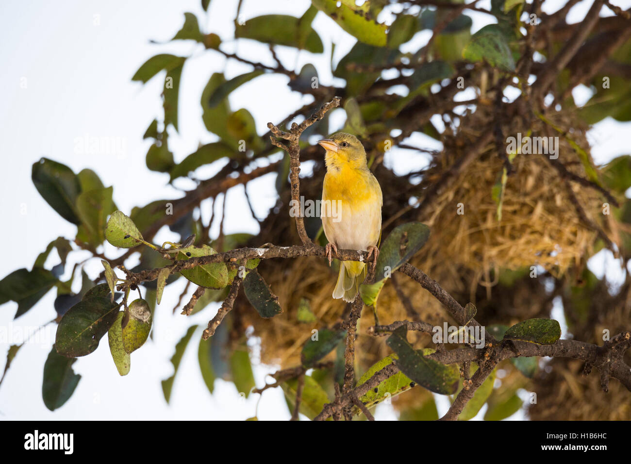 Weibliche weniger maskierte Webervogel (Ploceus Intermedius) und Nester Stockfoto