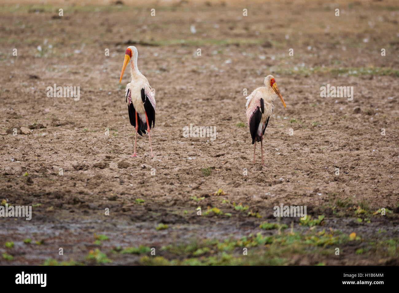 Gelb-billed Storch (Mycteria Ibis) Stockfoto