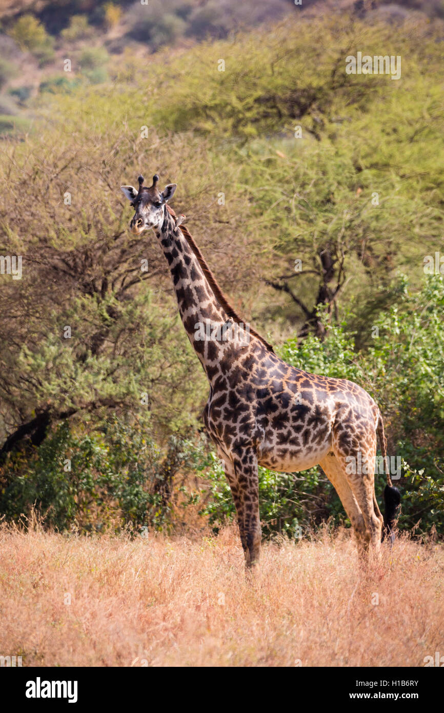 Wilde Masai-Giraffe (Giraffa Tippelskirchi) Stockfoto