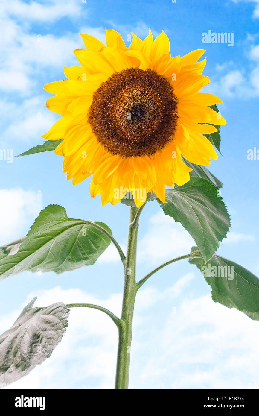 Nahaufnahme der Sonnenblume vor blauem Himmel Stockfoto