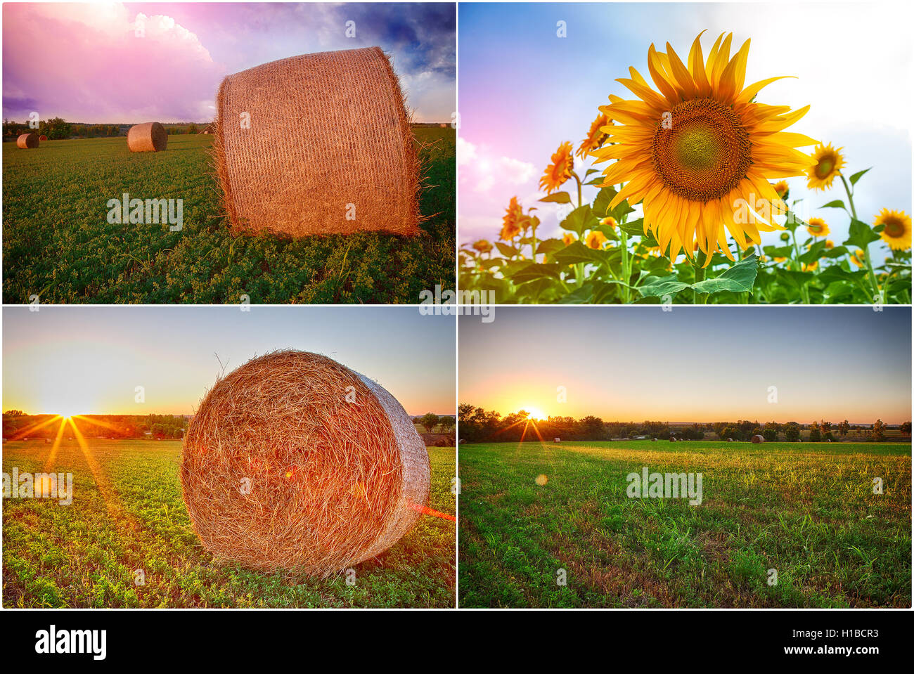 Collage aus Stapel Heu und Felder Sonnenblumen mit einem expressiven Himmel Stockfoto