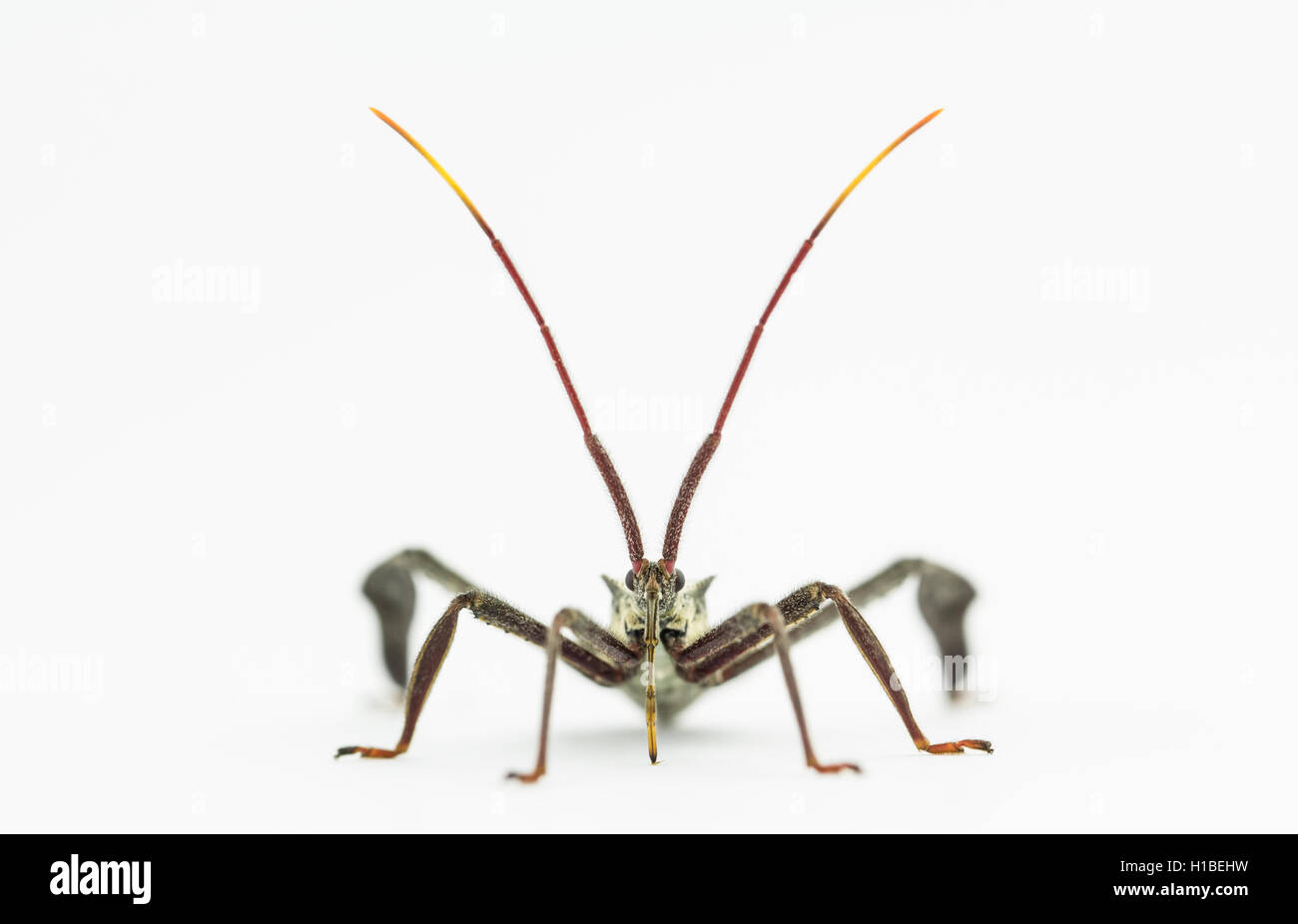 Vorderansicht von Assassin Bug mit Tribüne (Schnabel), Stockfoto