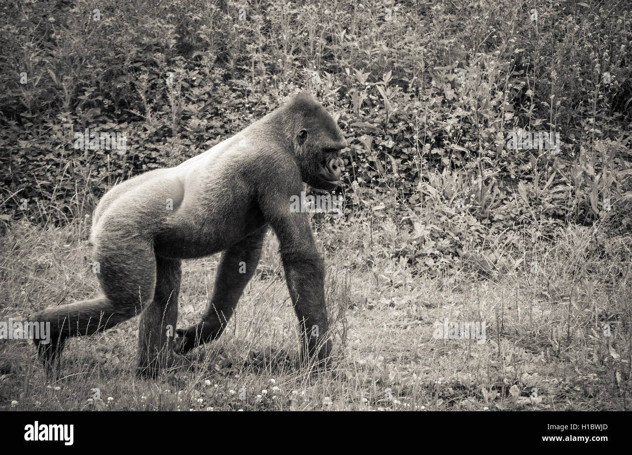 Foto eines Gorillas schön posiert in einem Zoo, verarbeitet in schwarz / weiß Stockfoto