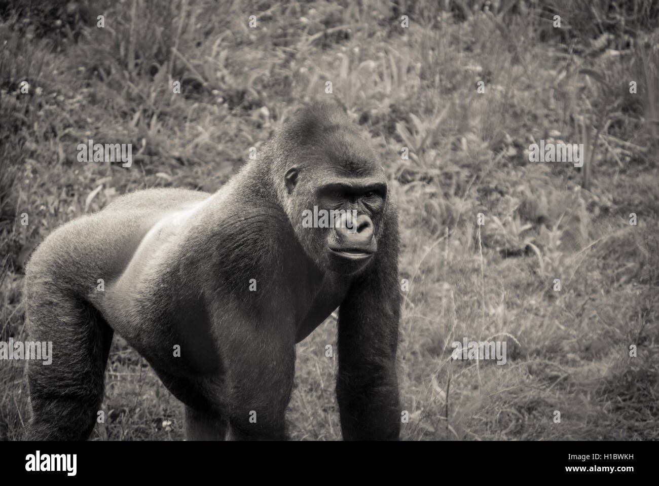 Foto eines Gorillas schön posiert in einem Zoo, verarbeitet in schwarz / weiß Stockfoto