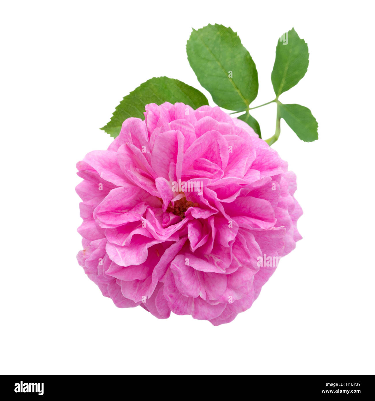 Rosa Antik rose mit Blättern isoliert auf weiss Stockfoto