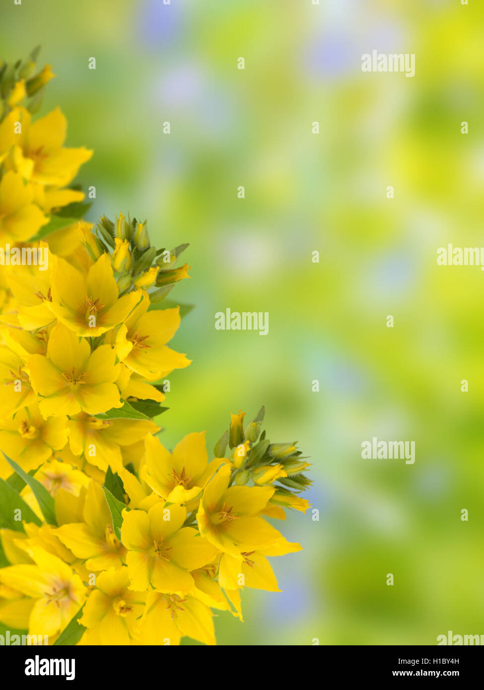 Gilbweiderich auf den Garten der Hintergrund jedoch unscharf Stockfoto