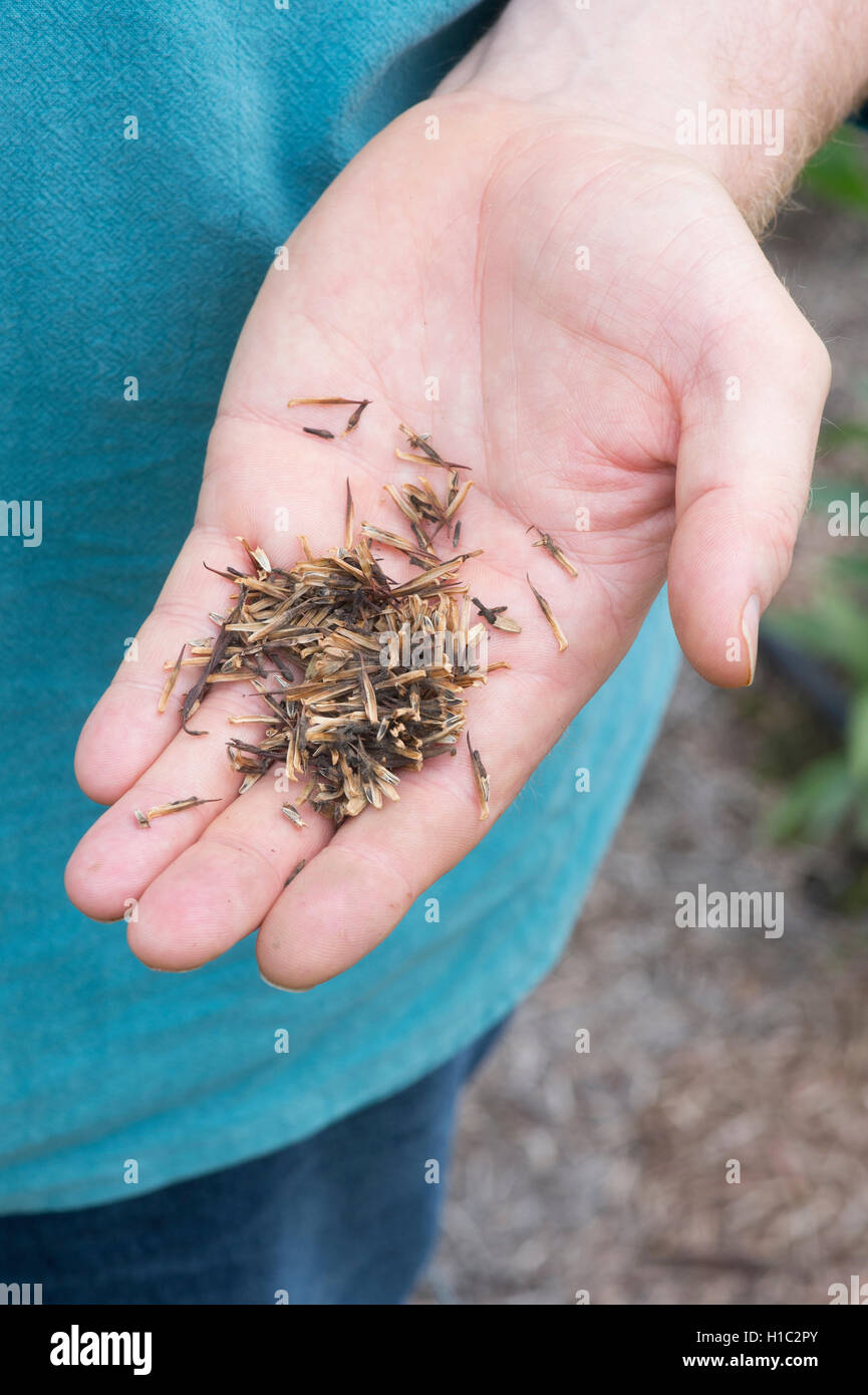 Gärtner Hände halten Echinacea-Samen Stockfoto