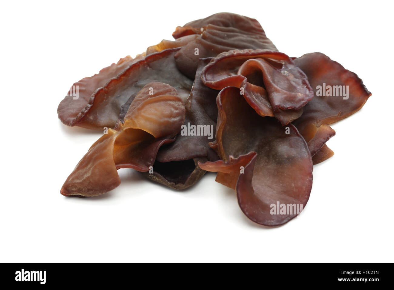 frisches Holz Ohr Pilze isolierten auf weißen Hintergrund Stockfoto