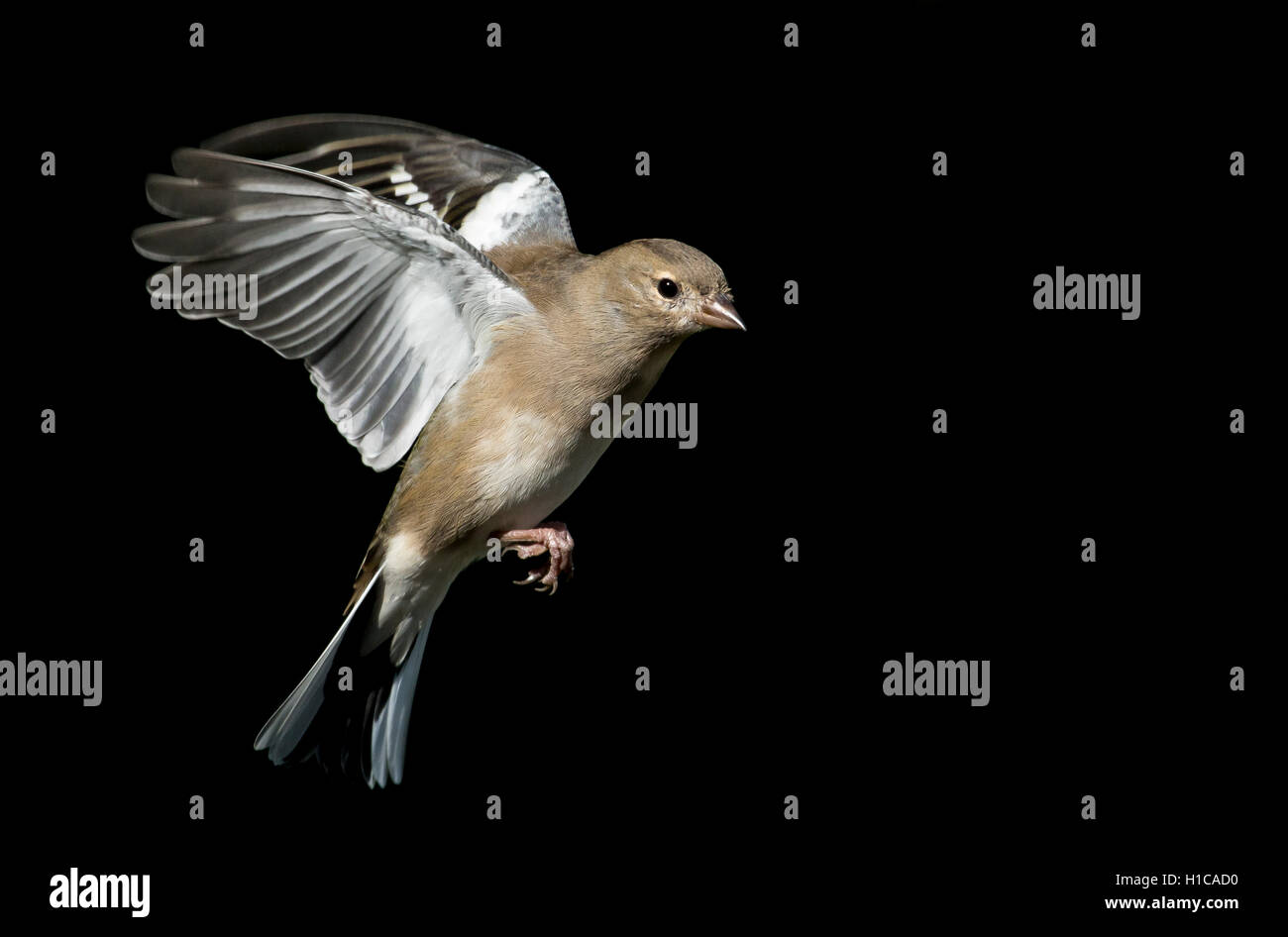 Buchfink im Flug Stockfoto