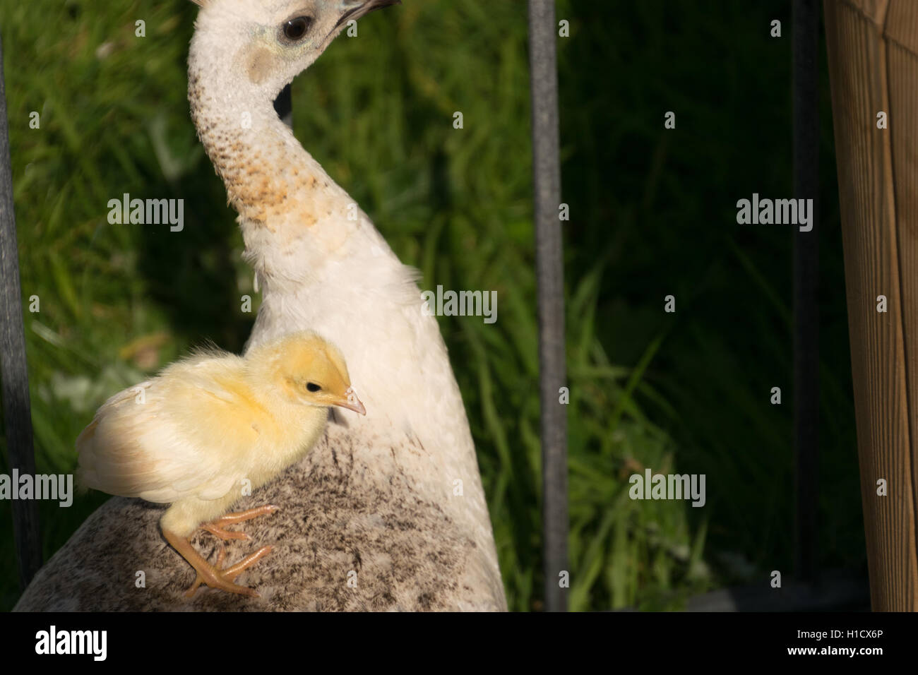 Peacock Chick hitching eine Fahrt in Blackpool zoo Stockfoto