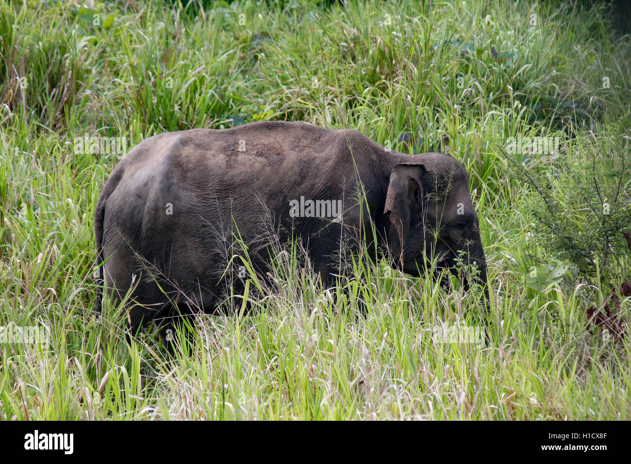 Sri Lanka Unterart des asiatischen Elefanten (Elephas Maximus Maximus) Stockfoto