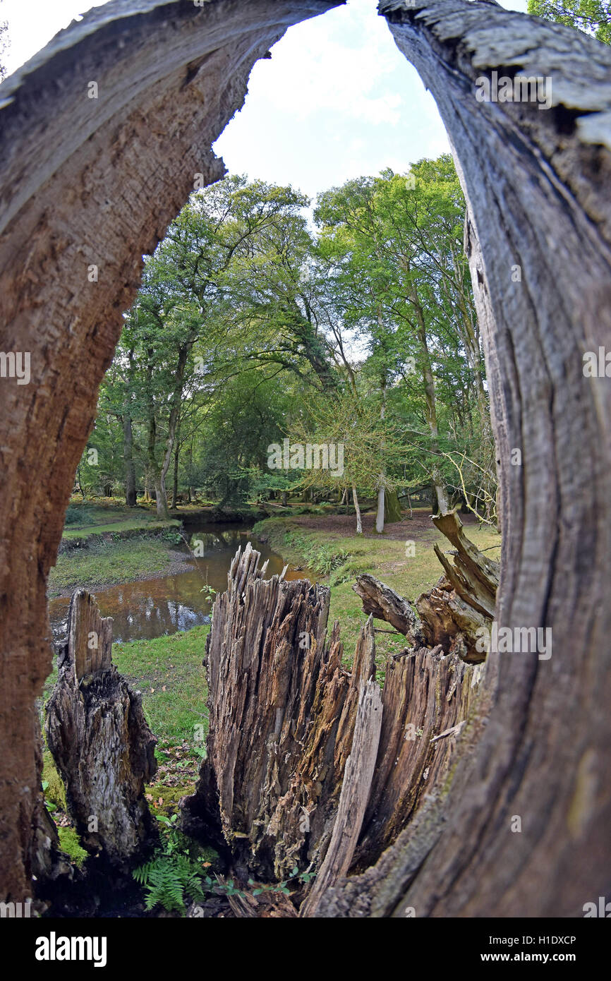 Ein alter Baumstumpf, der den New Forest Stream umrahmt Stockfoto