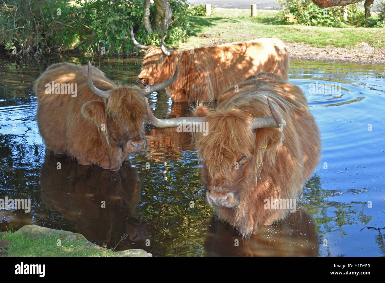 Highland Kühe Abkühlung in einem New-Forest-Teich an einem heißen Sommertag. Stockfoto