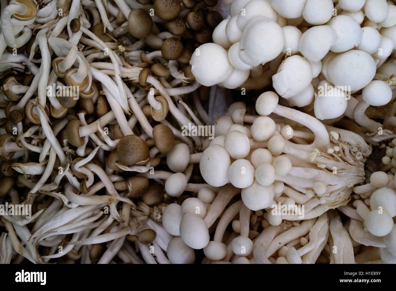 Weiße Alba Greifer oder Hon Shimeji oder Buche Pilze am Bauernmarkt.  Gruppe von Pilzen Stockfoto