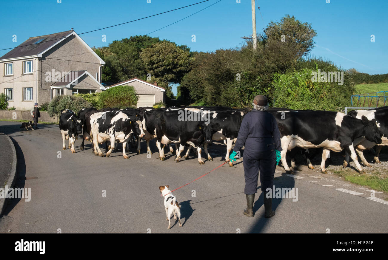 Ländliches Motiv Landwirte bewegen ihre Kühe von einem Feld zu einer anderen Kreuzung und Sperrung der Straße in die Landschaft. Llansaint Dorf. Stockfoto