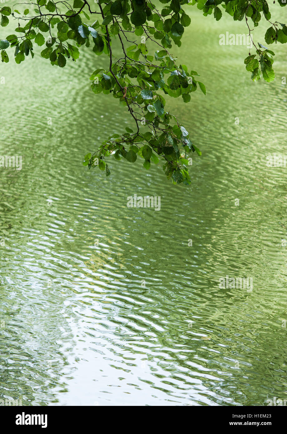 Zweig der grünen Blätter im Wasser reflektiert Stockfoto