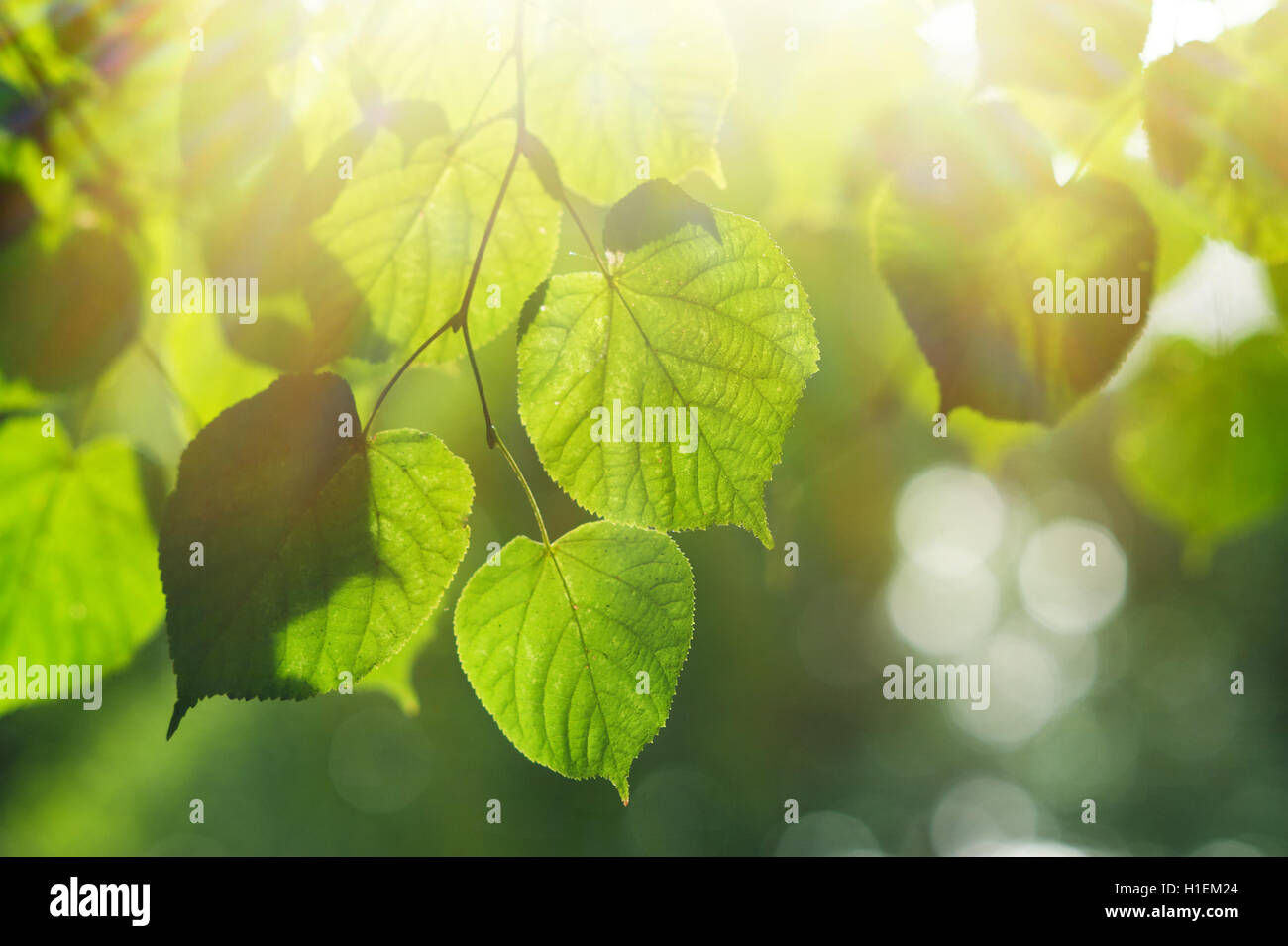 Textur, die grünen Blätter im Sommerpark mit Sonne Hintergrund Stockfoto