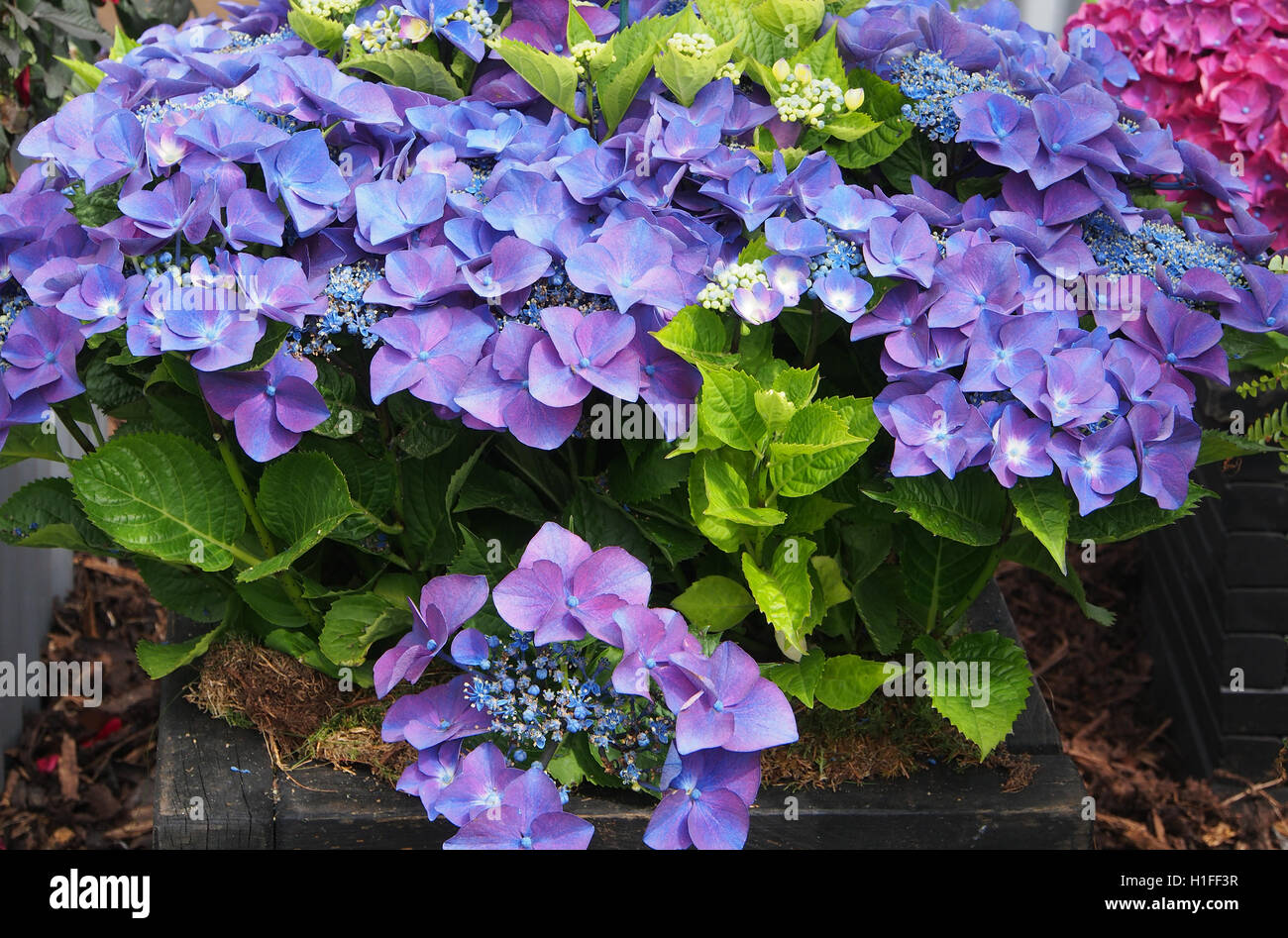 Blaue Hortensie Kardinal violett, in voller Blüte im Juli 2016 an Tatton Park Blumenschau in Cheshire, England, UK. Stockfoto