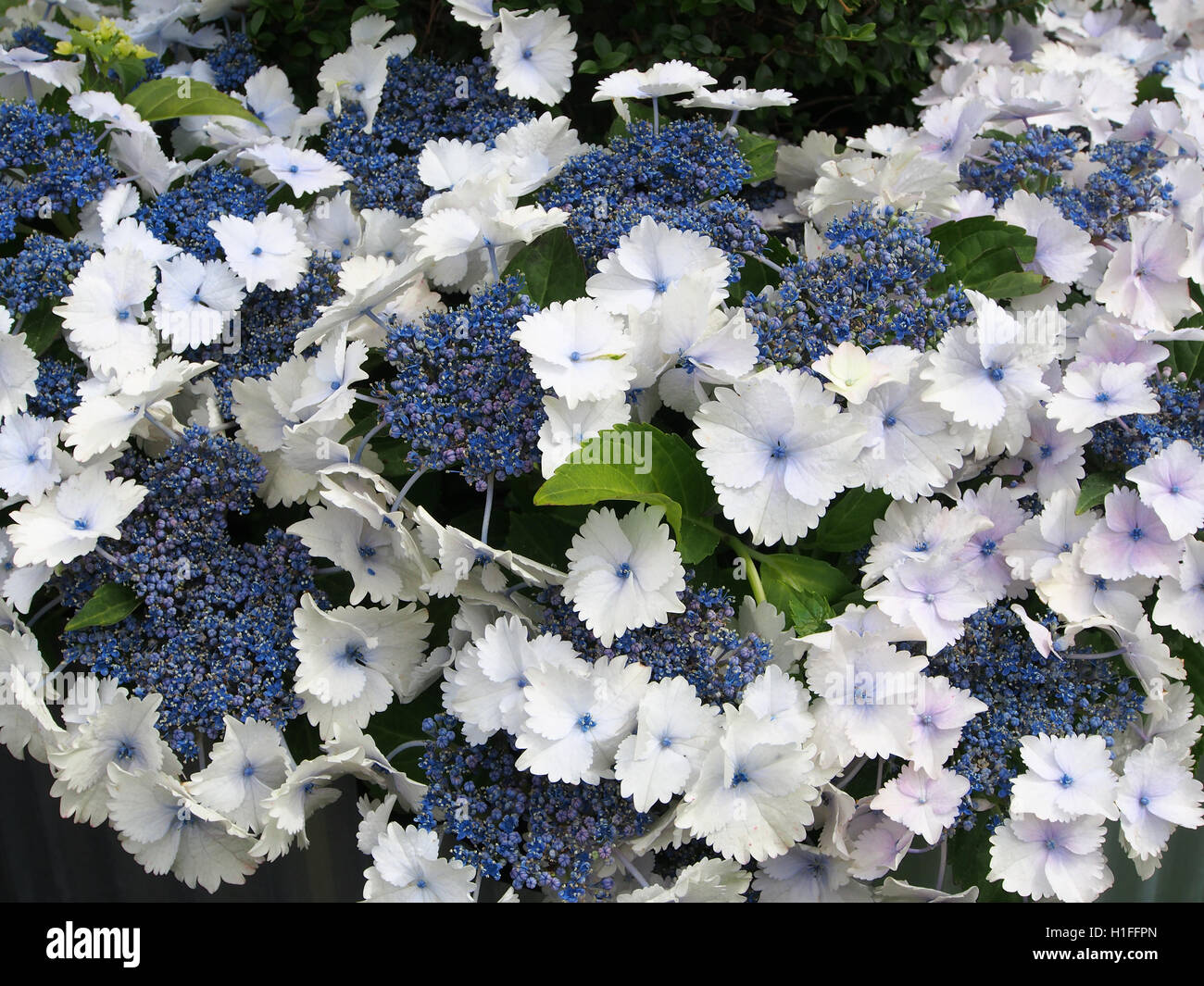 Blaue und weiße Hortensie Acecap Hortensie in voller Blüte im Juli an Tatton Park Flower Show in Cheshire, England, UK im Jahr 2016. Stockfoto