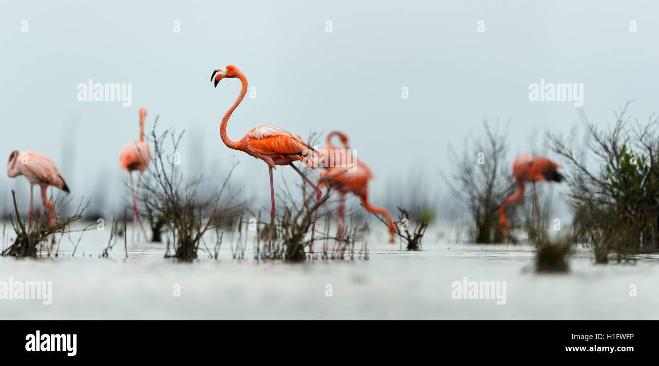 Das rosa Flamingo Karibik geht auf dem Wasser. Stockfoto