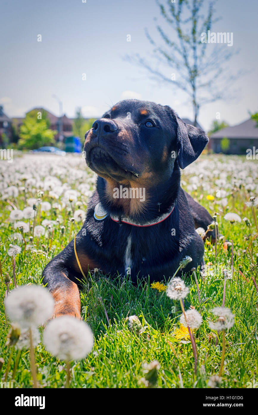 Junger Rottweiler Welpen sitzen auf der Wiese mit aufmerksamen Ausdruck Stockfoto