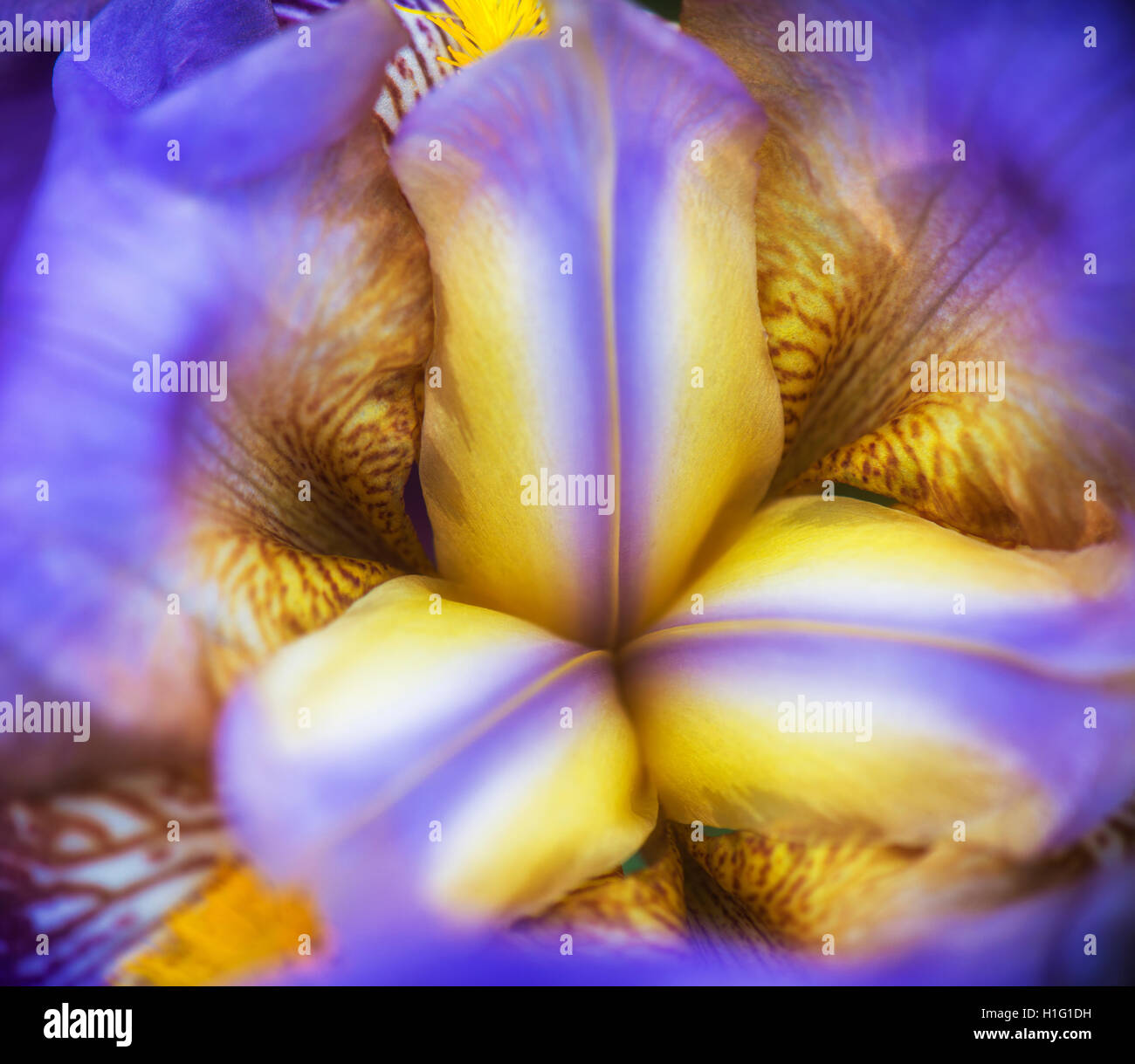 Makro-Detail des Blut-Iris (Iris sanguineaund) Iridaceae Stockfoto