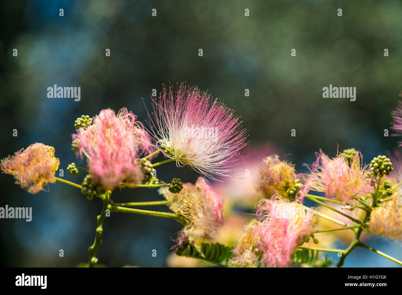 Nahaufnahme einer rosa Blüte mit feinem Haar Stockfoto