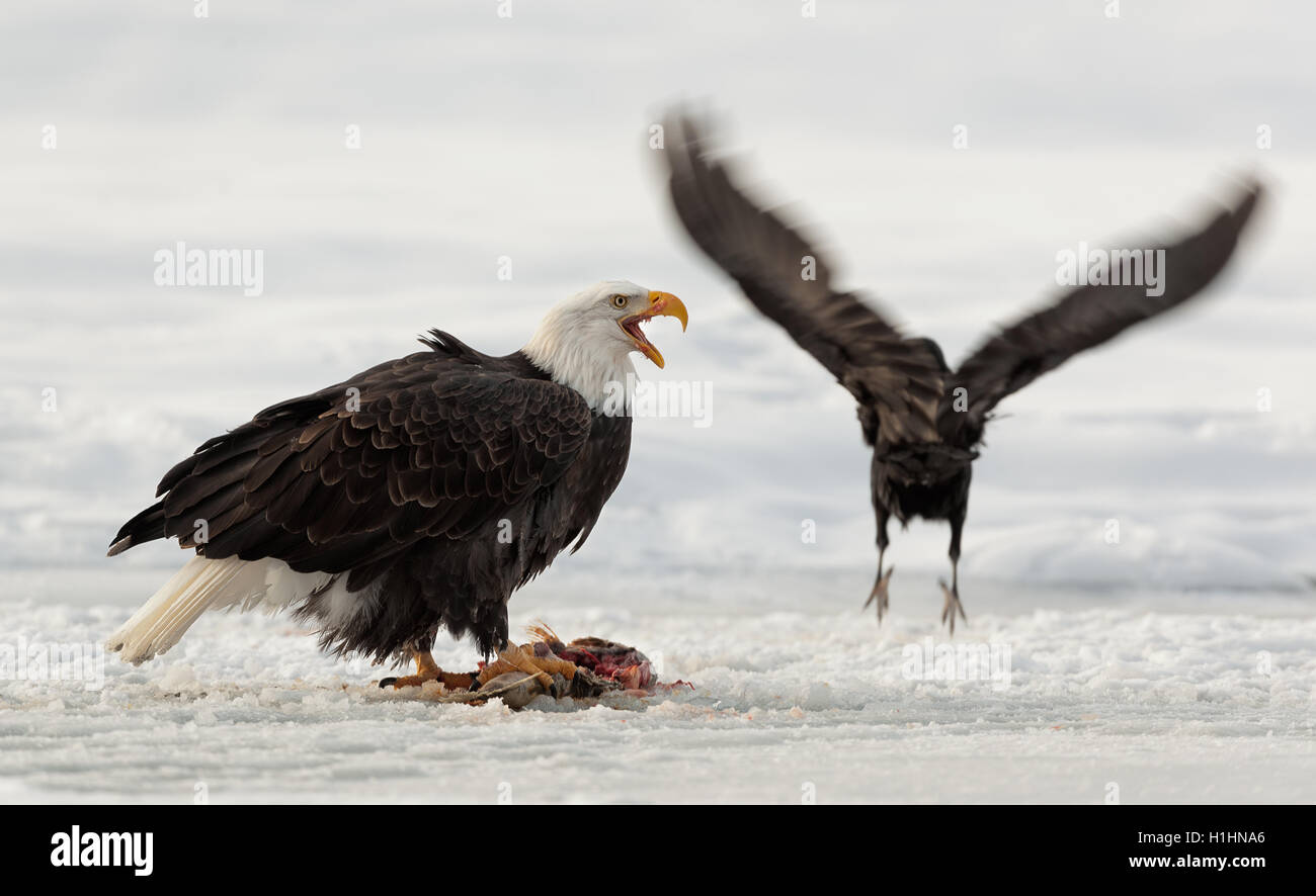 Weißkopf-Seeadler zu essen Stockfoto