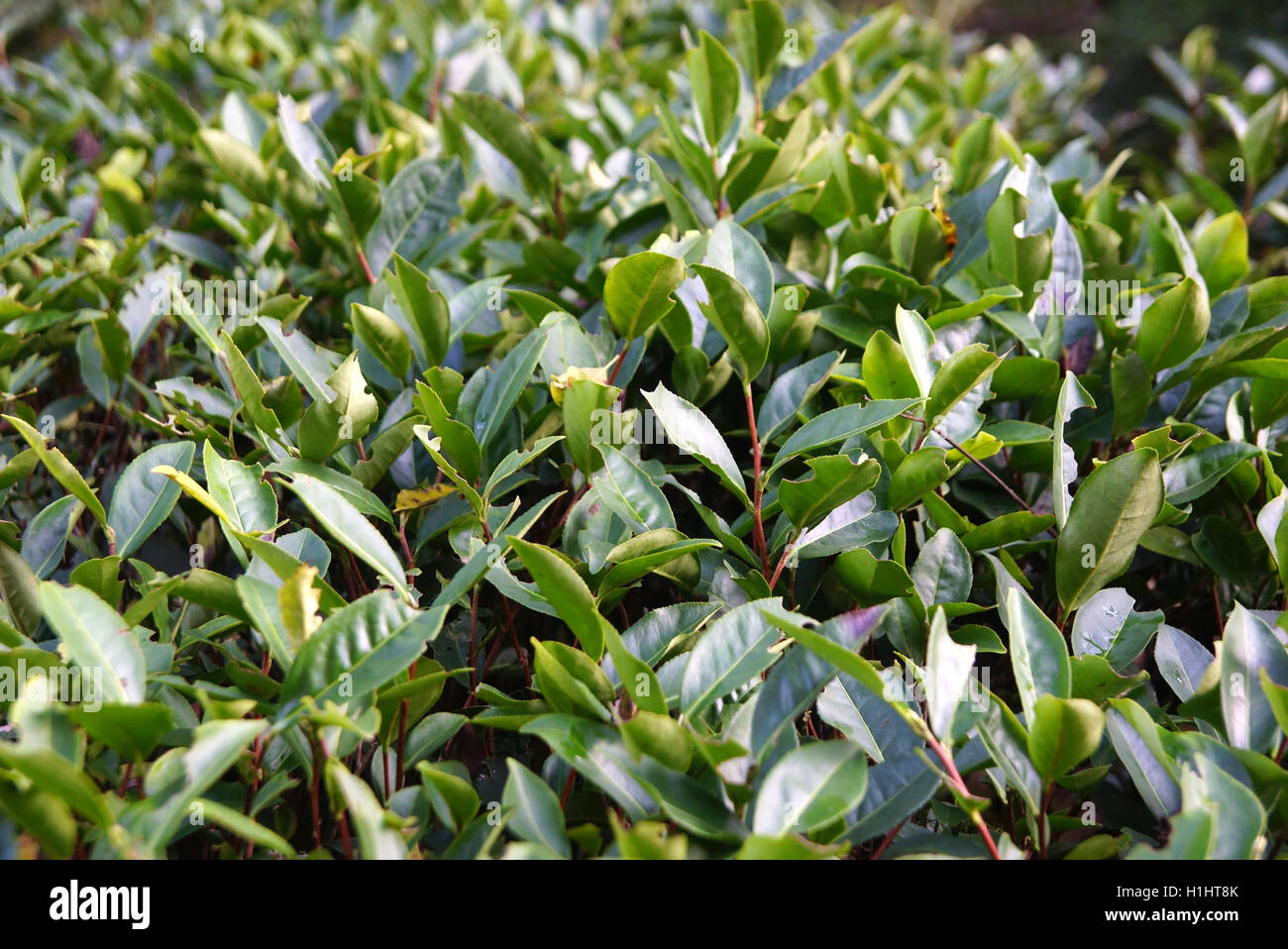 Teeplantage in der Provinz Fujian, China Stockfoto