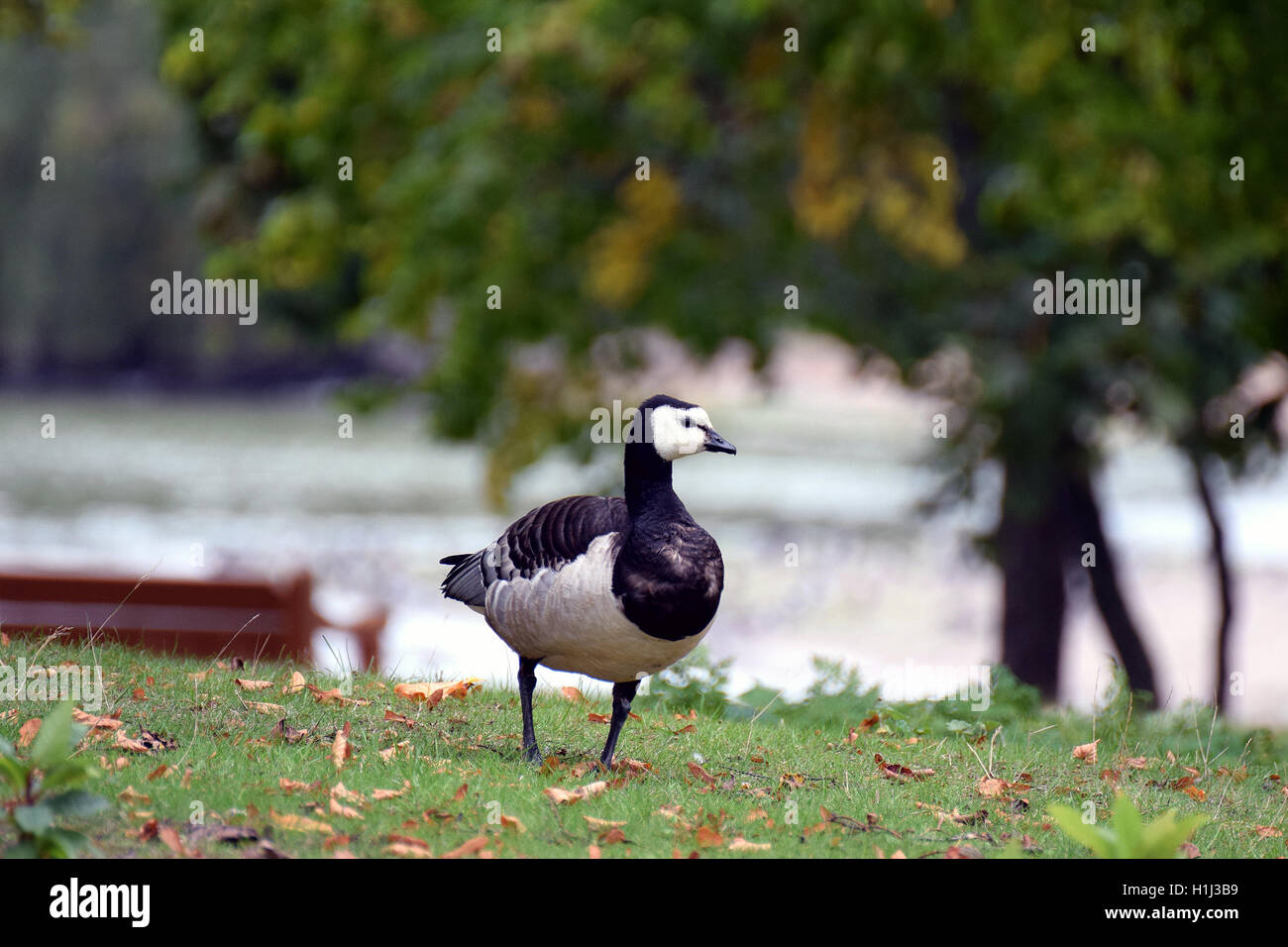 Weißwangengans (Branta Leucopsis) zu Fuß in den Park in Süd-Finnland. Stockfoto