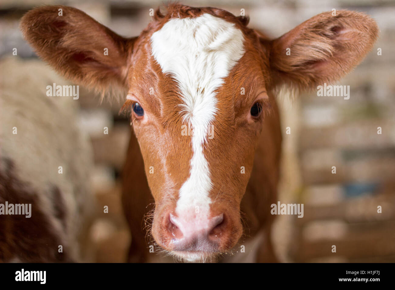 Rot Baby Kuh Kalb Stand am Stand am Bauernhof Landschaft Stockfoto