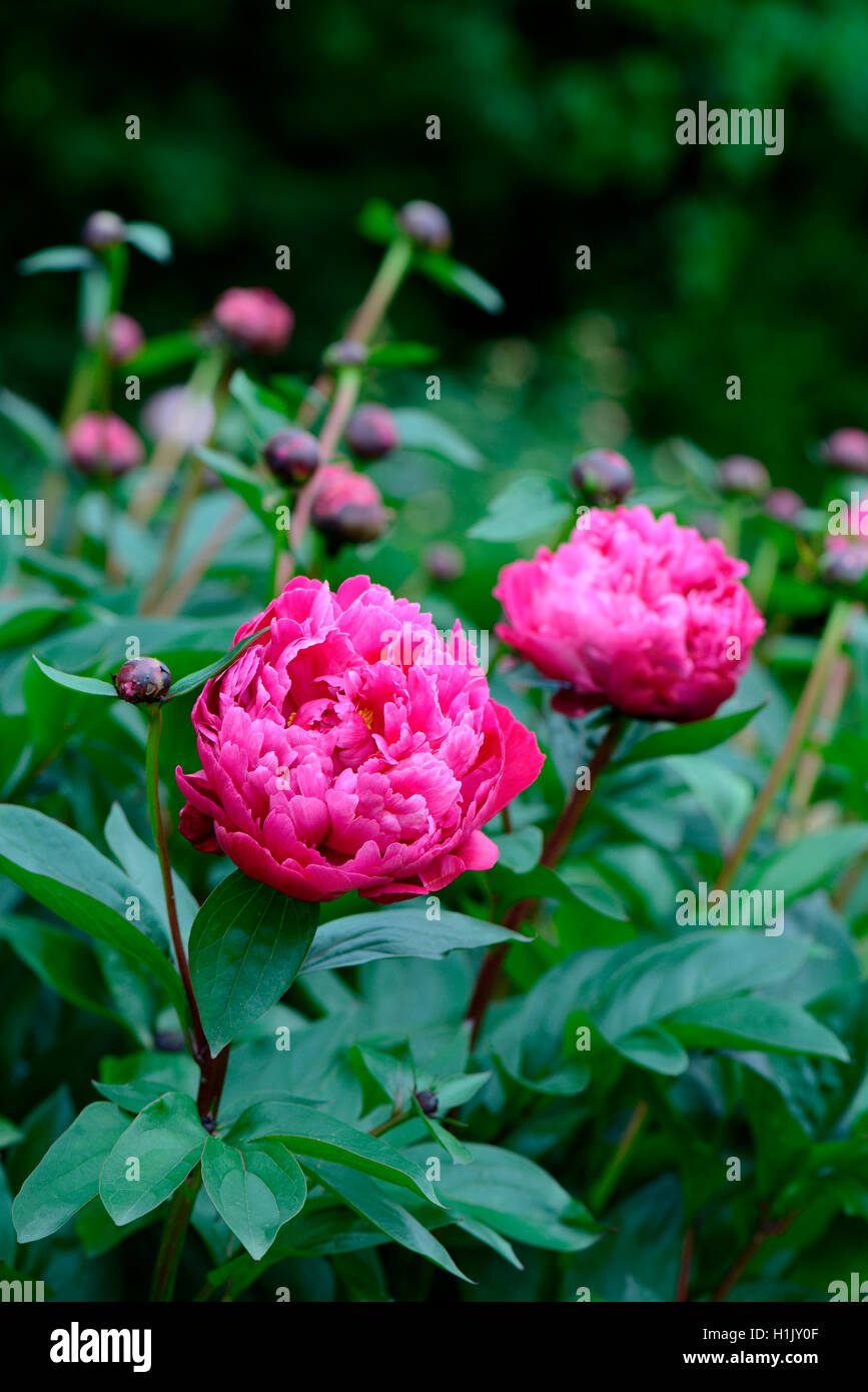 Pfingstrose, Sorte roter Riese, Glasscock 1939 Stockfoto